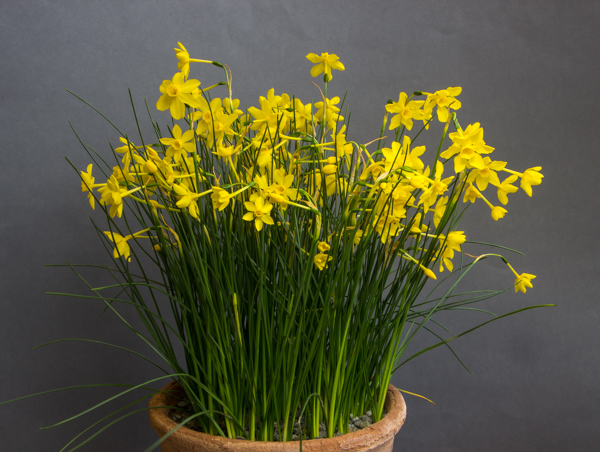 Narcissus jonquilla var. henriquesii